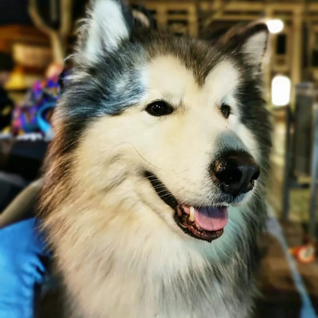 Alaskan Malamute