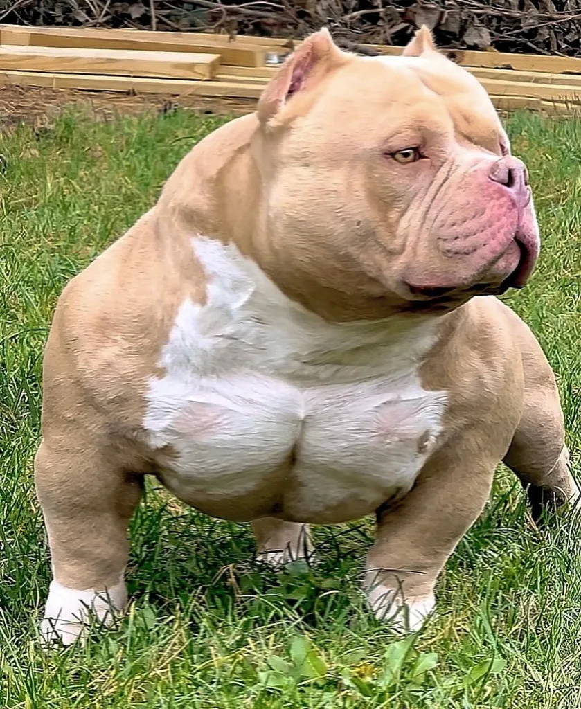 American Bully