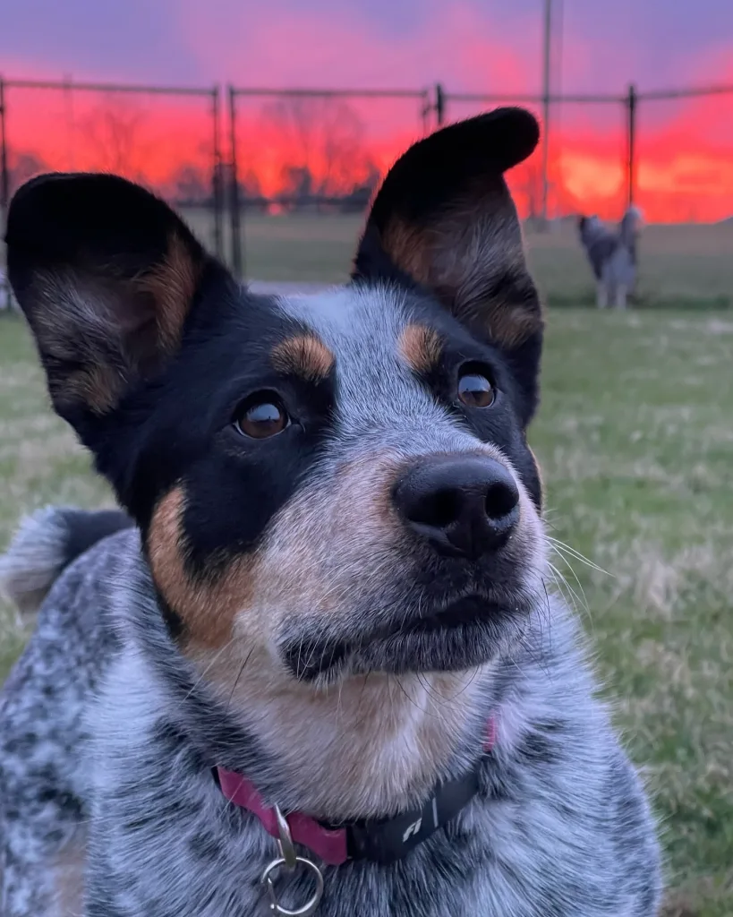 Australian Cattle Dog