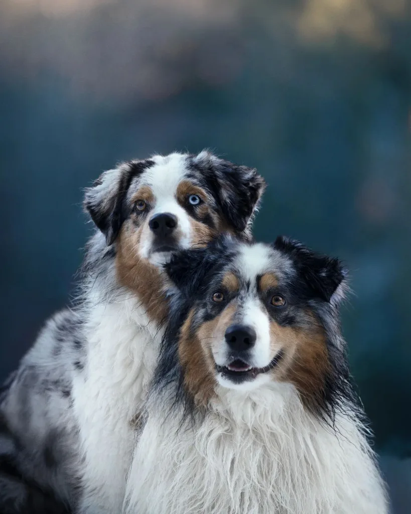 Australian Shepherd