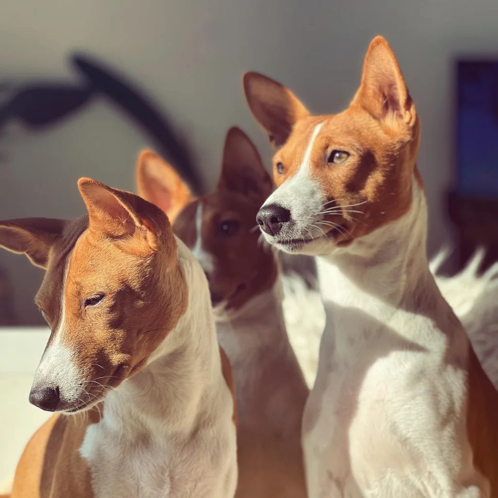 Basenji