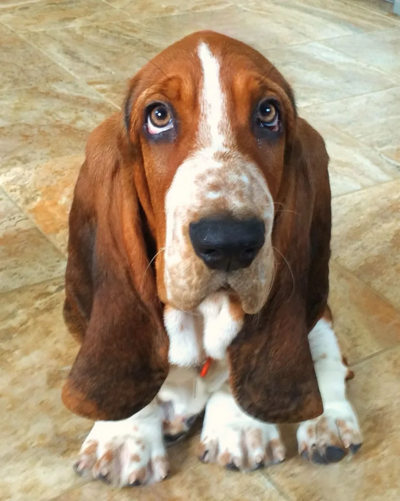 Basset Hound