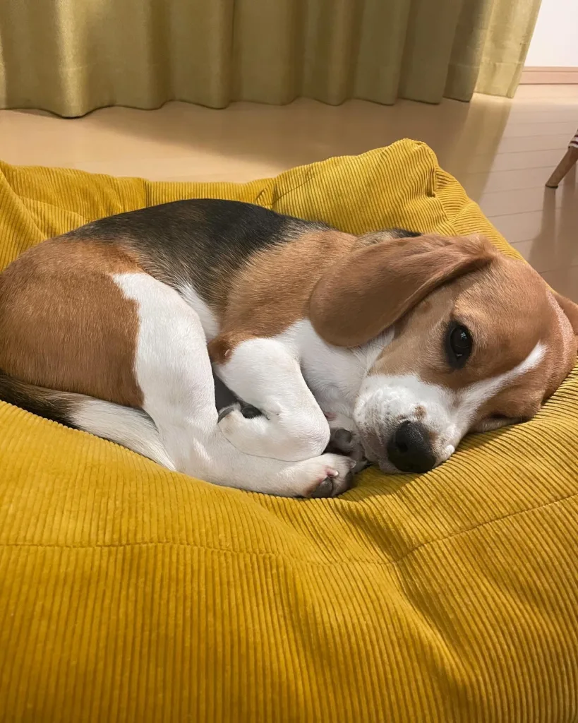 Beagle