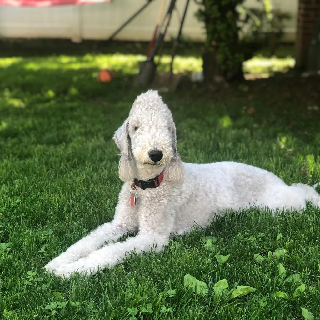 Bedlington Terrier