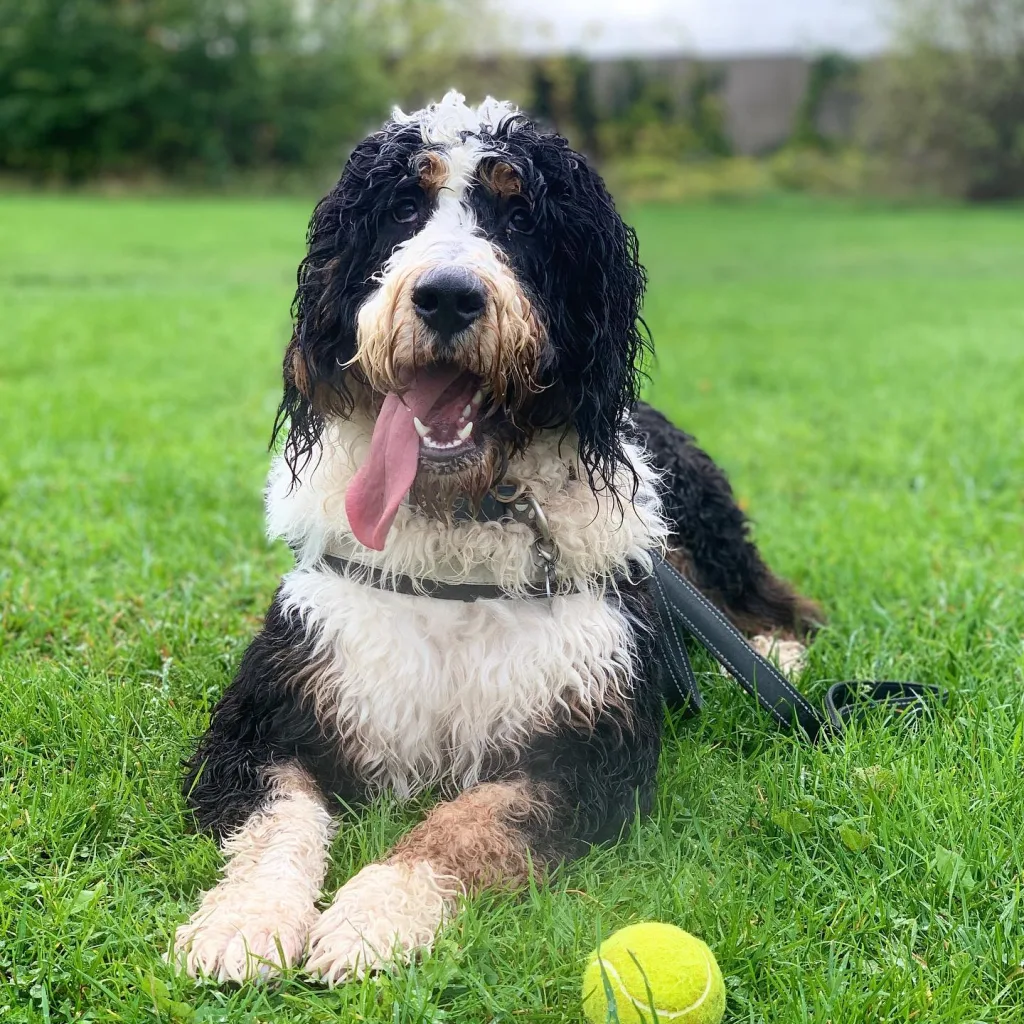 Bernedoodle