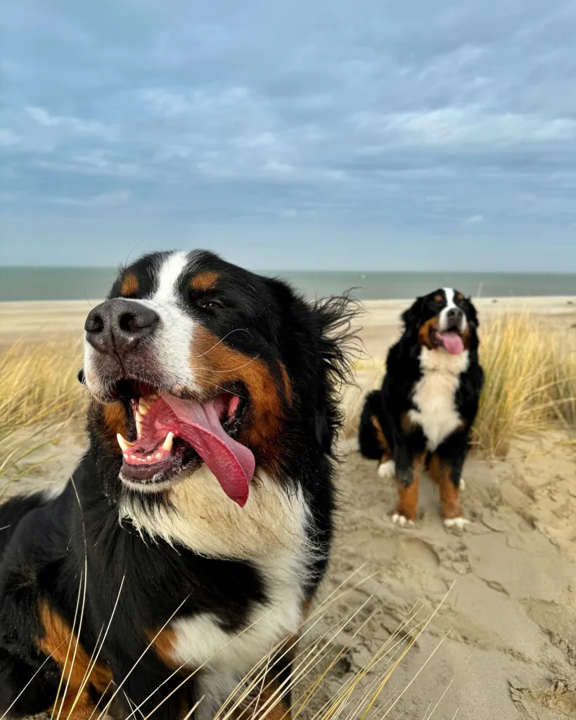 Bernese Mountain Dog