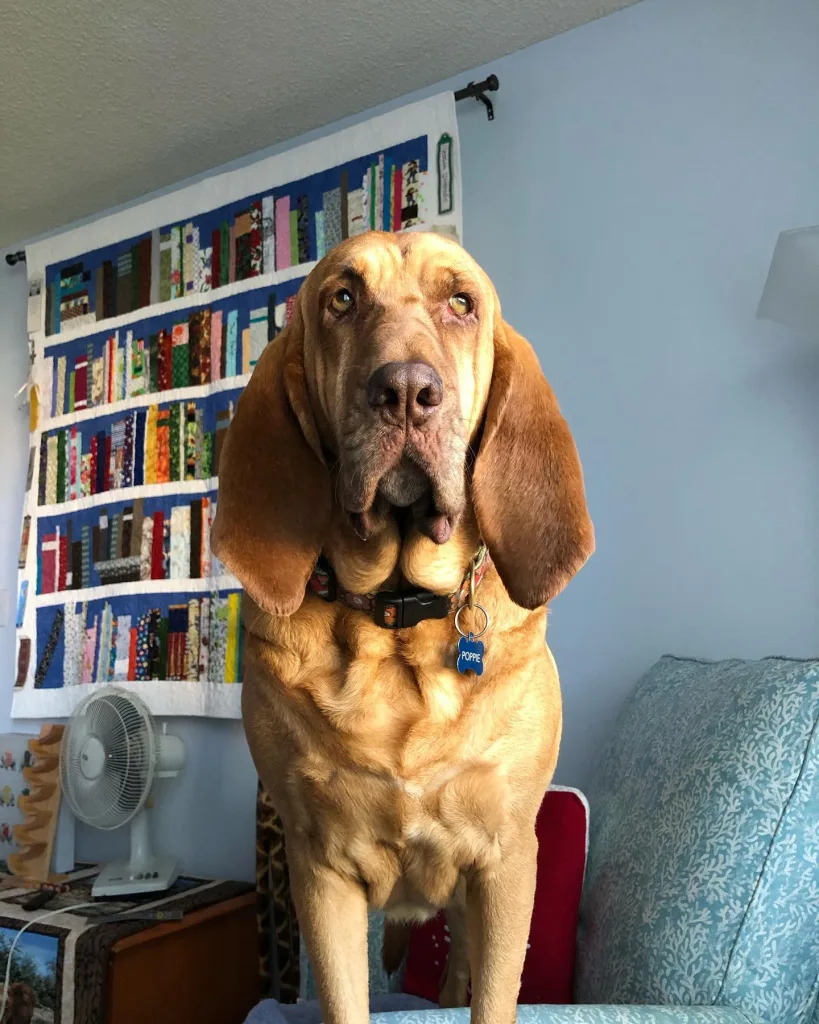 Bloodhound