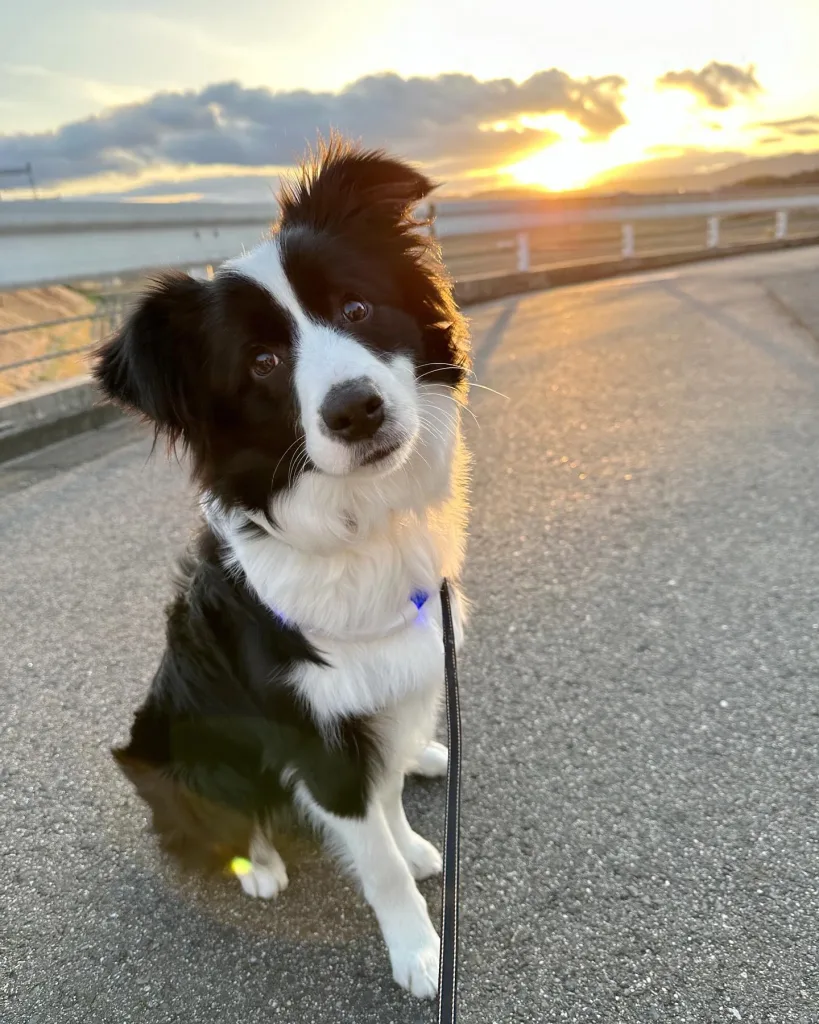 Border Collie