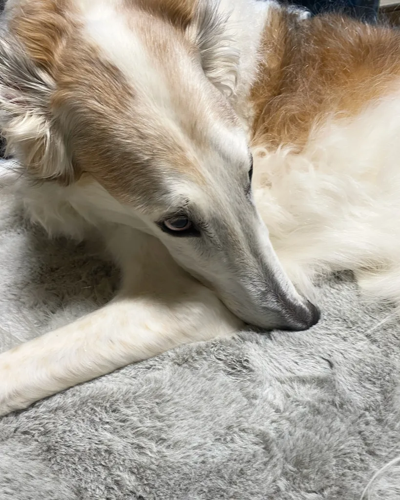 Borzoi