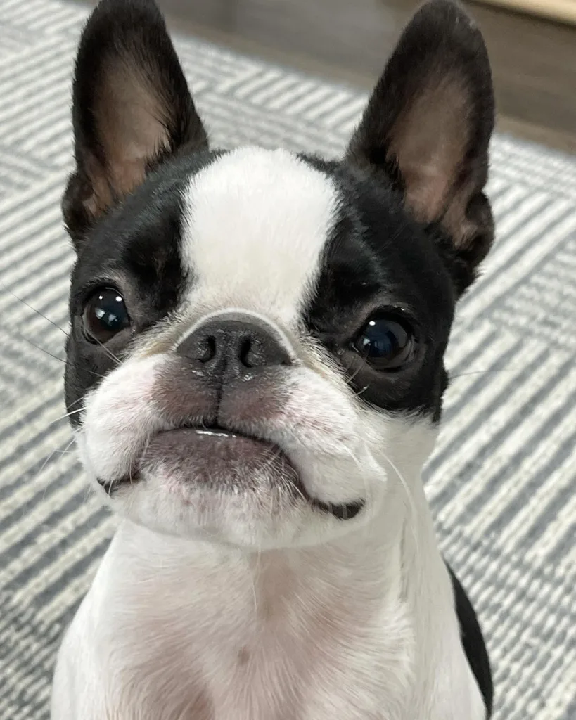 Boston Terrier