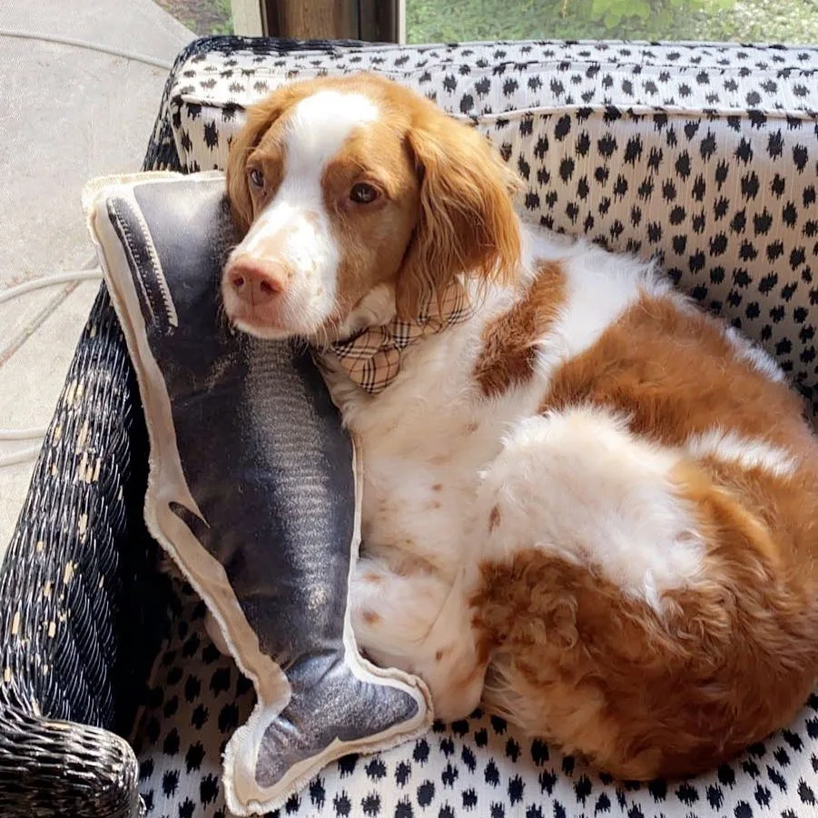 Brittany Spaniel