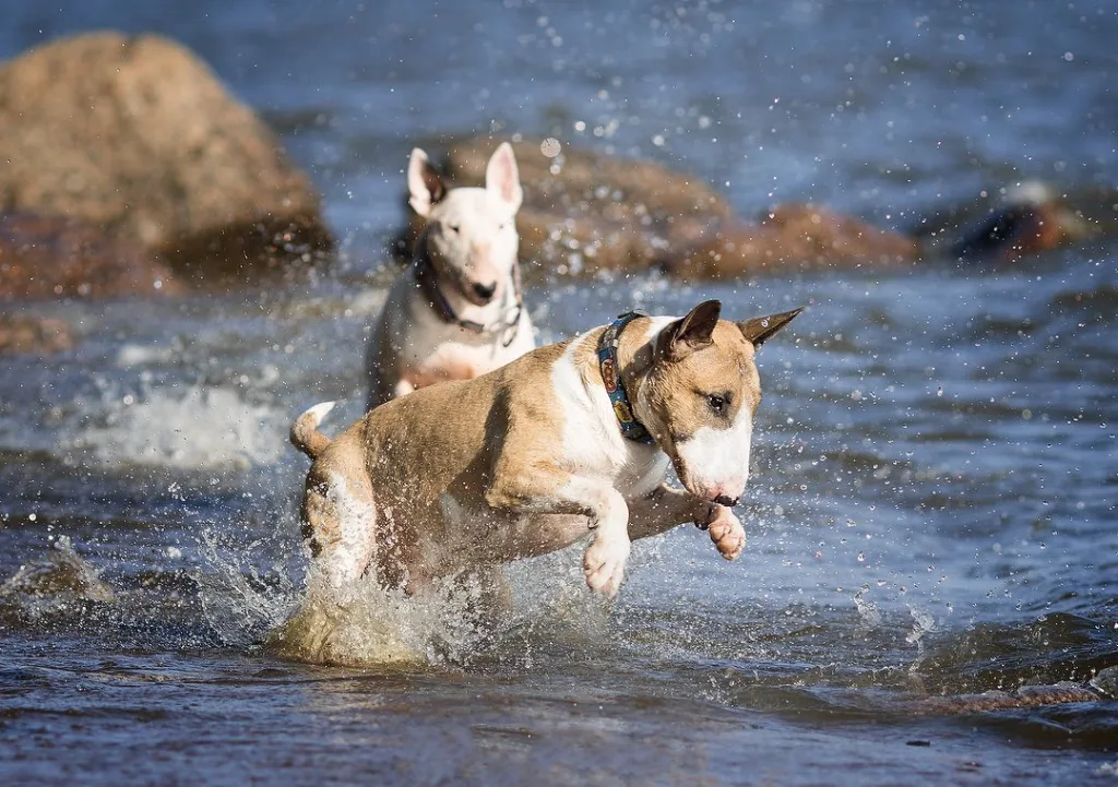 Bull Terrier