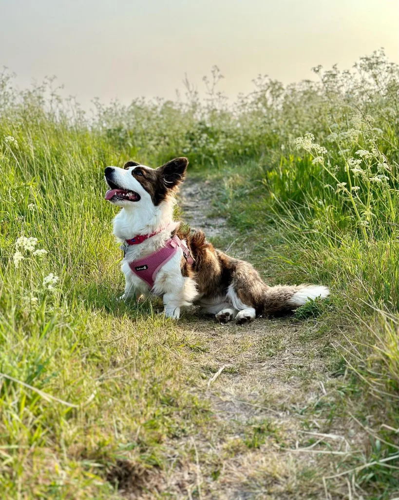 Cardigan Welsh Corgi