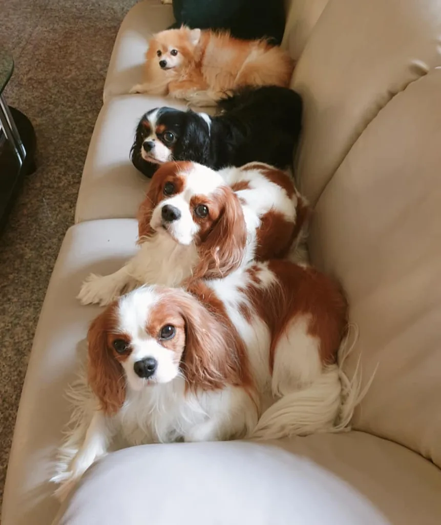 Cavalier King Charles Spaniel