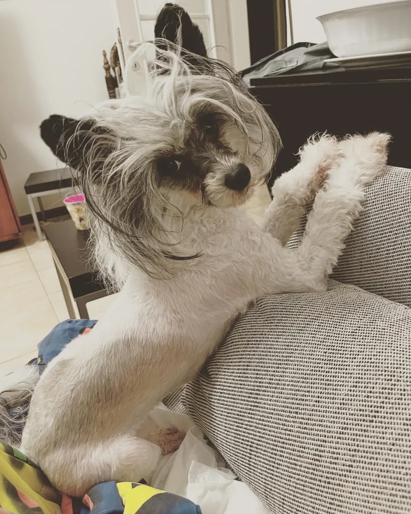 Chinese Crested Dog