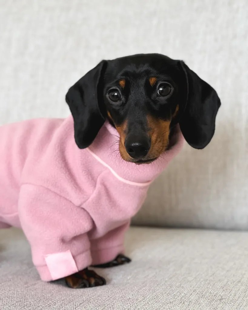 Dachshund