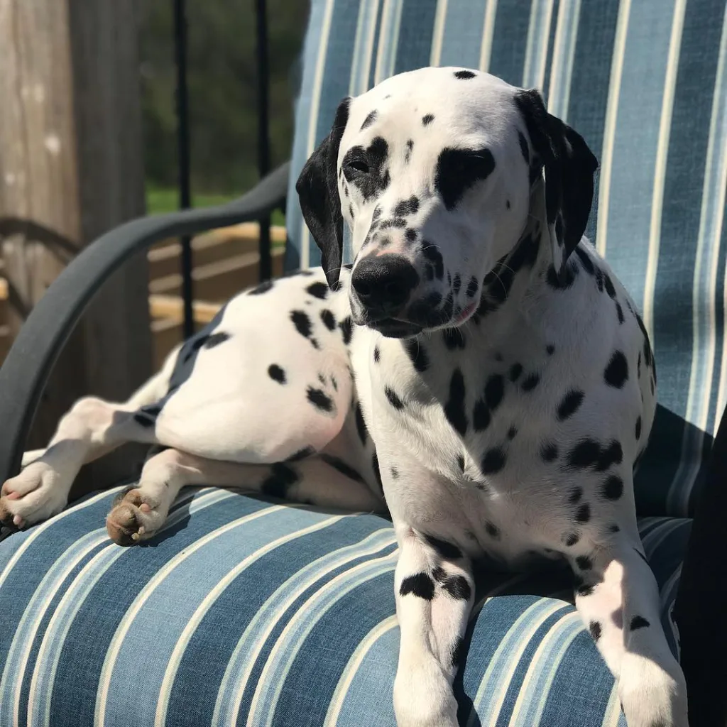 Dalmatian