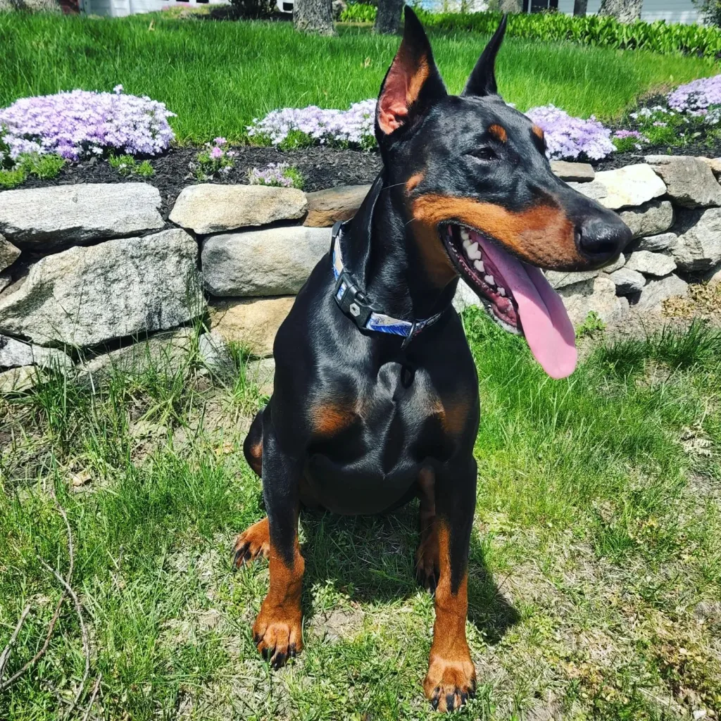 Doberman Pinscher