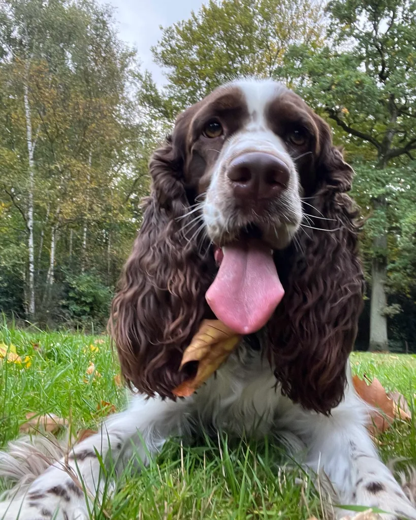 English Springer Spaniel