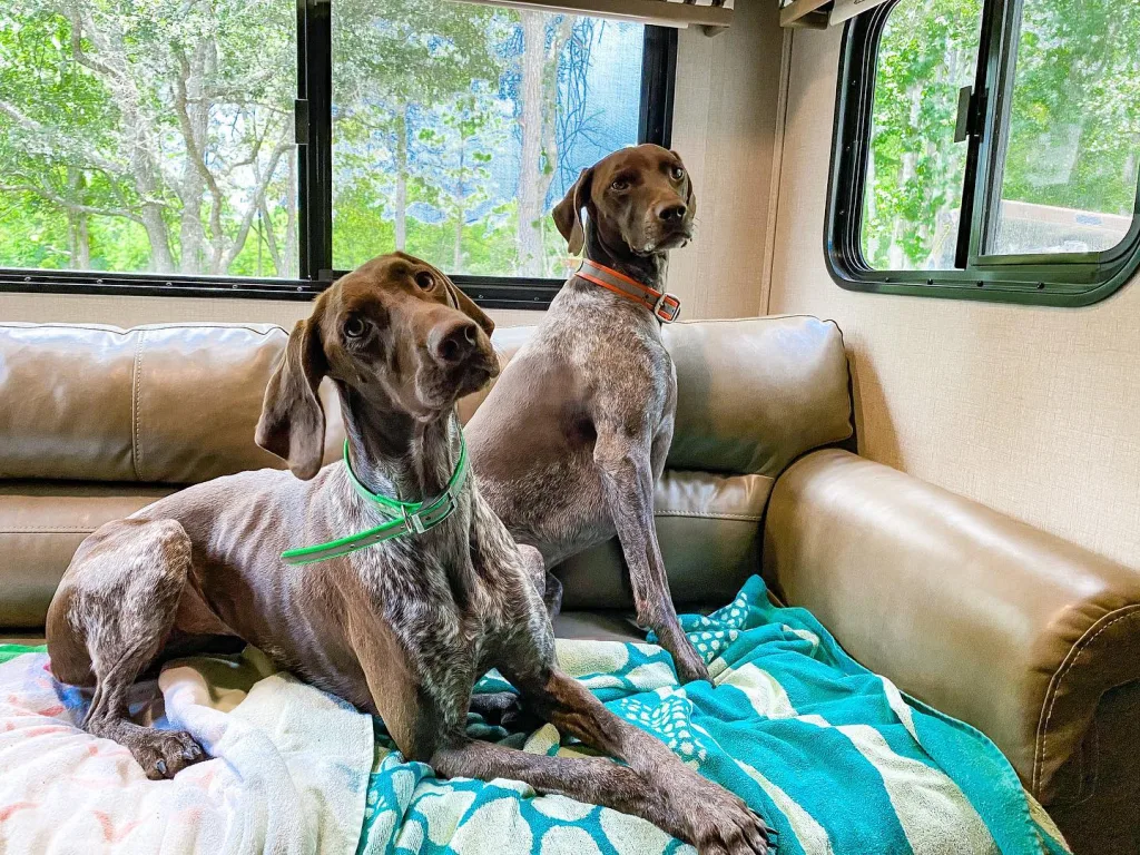 German Shorthaired Pointer