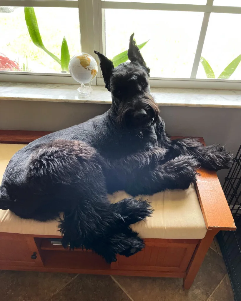 Giant Schnauzer