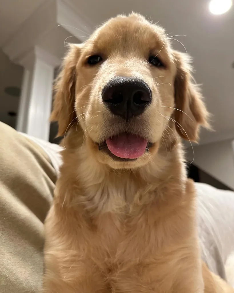 Golden Retriever