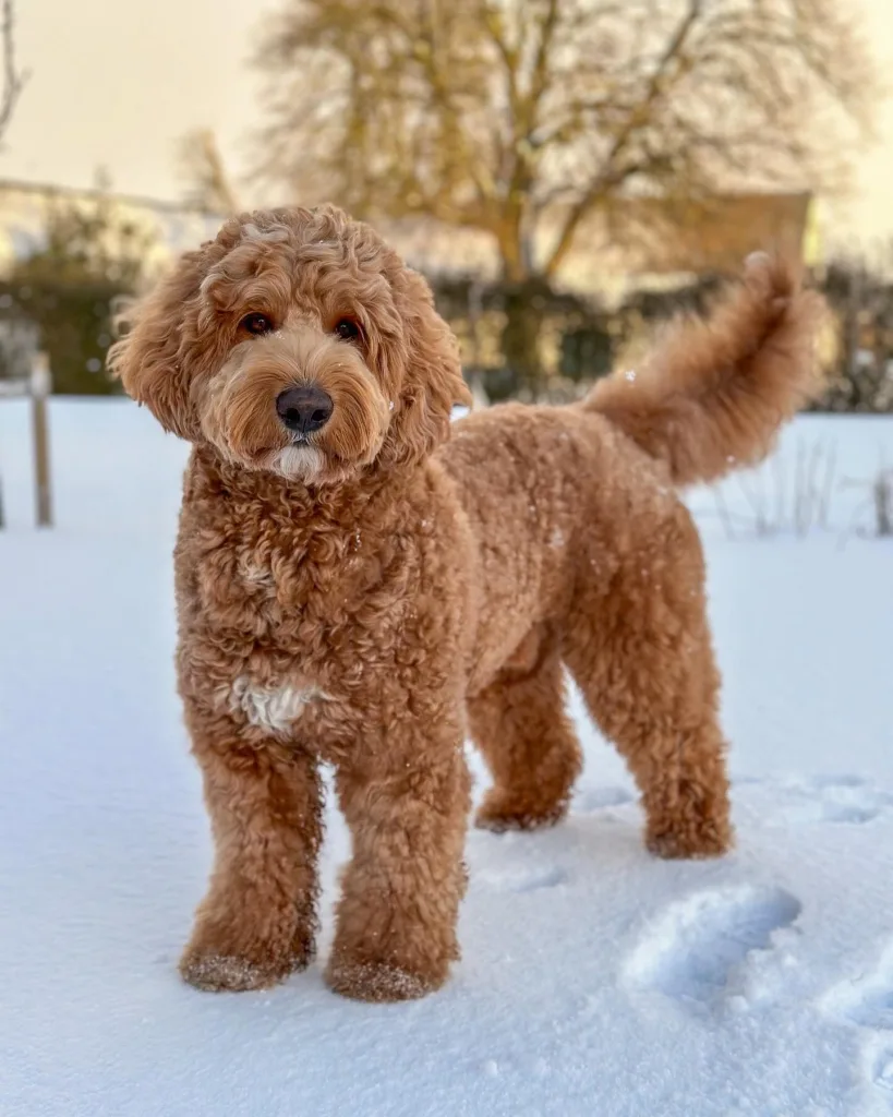 Goldendoodle