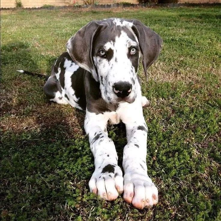 Great Dane