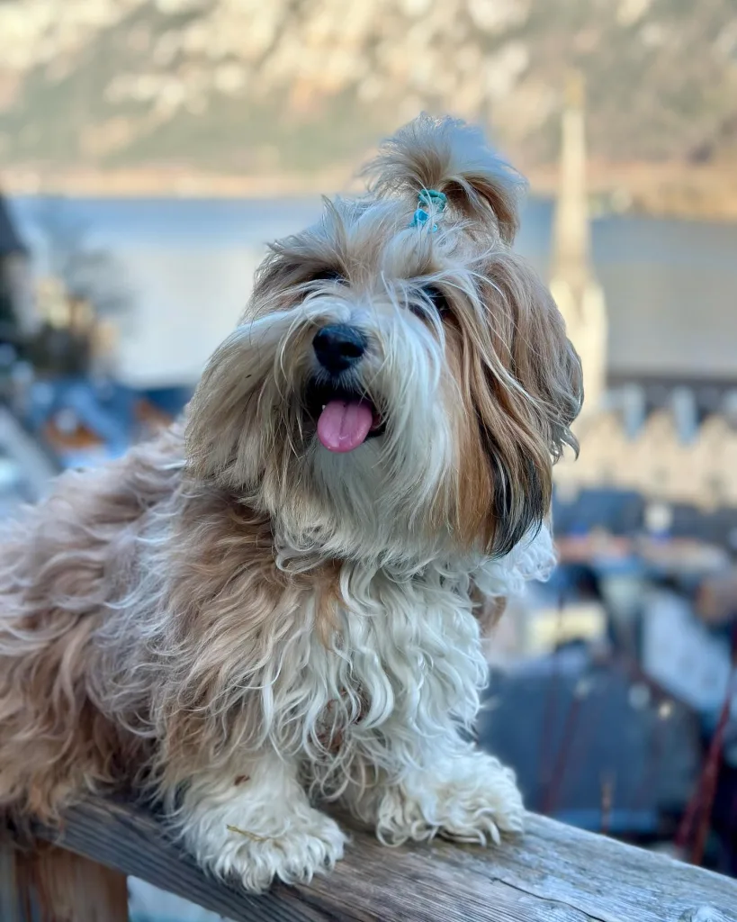 Havanese