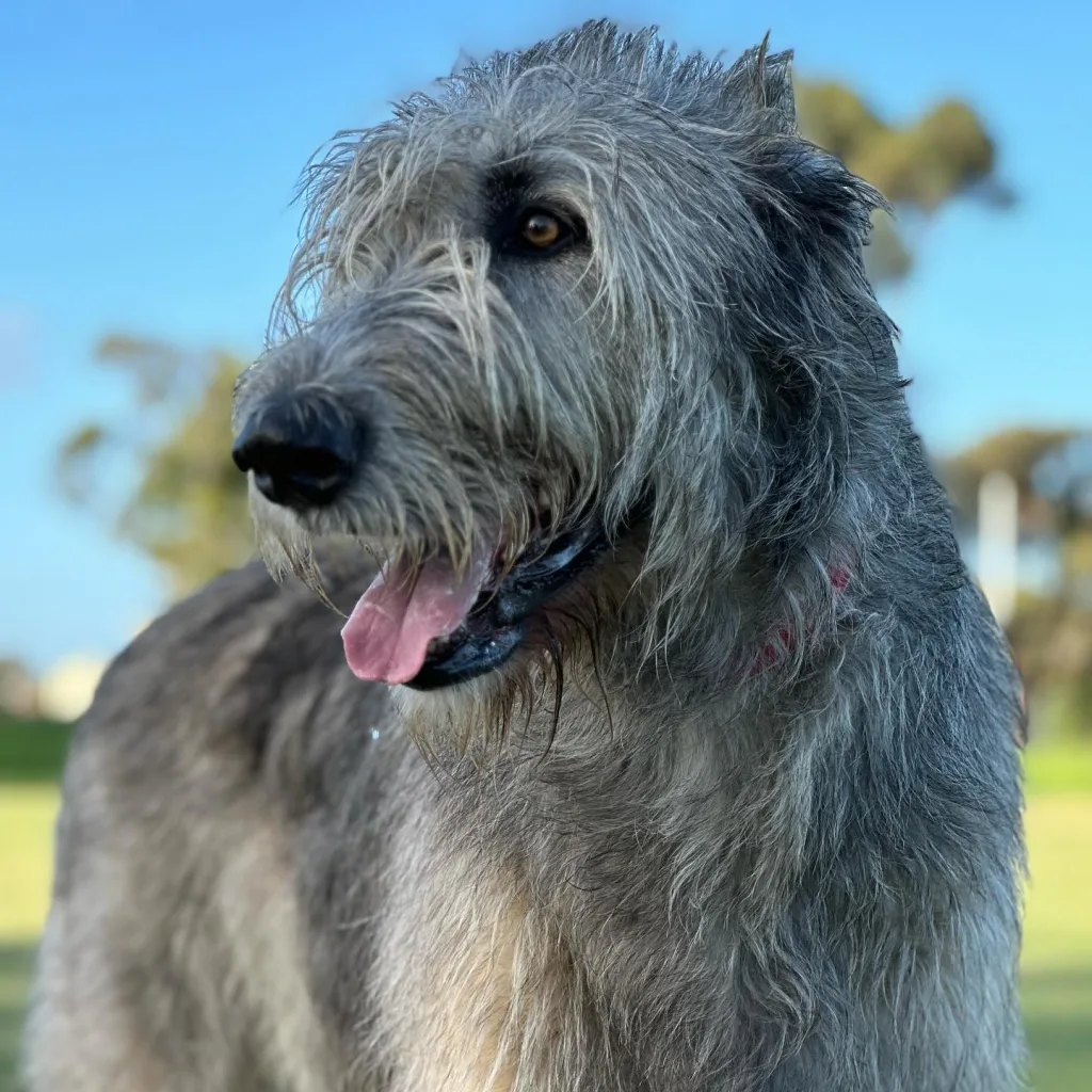 Irish Wolfhound