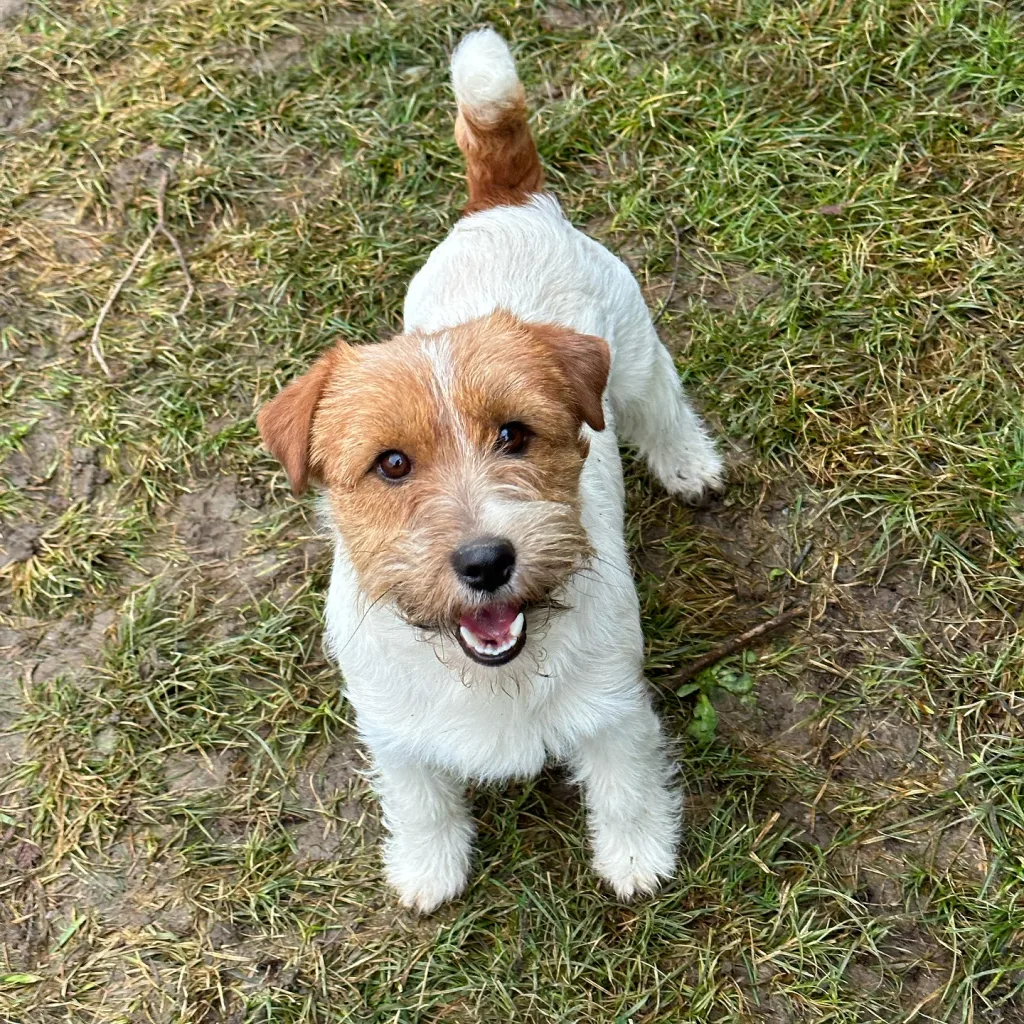 Jack Russell Terrier