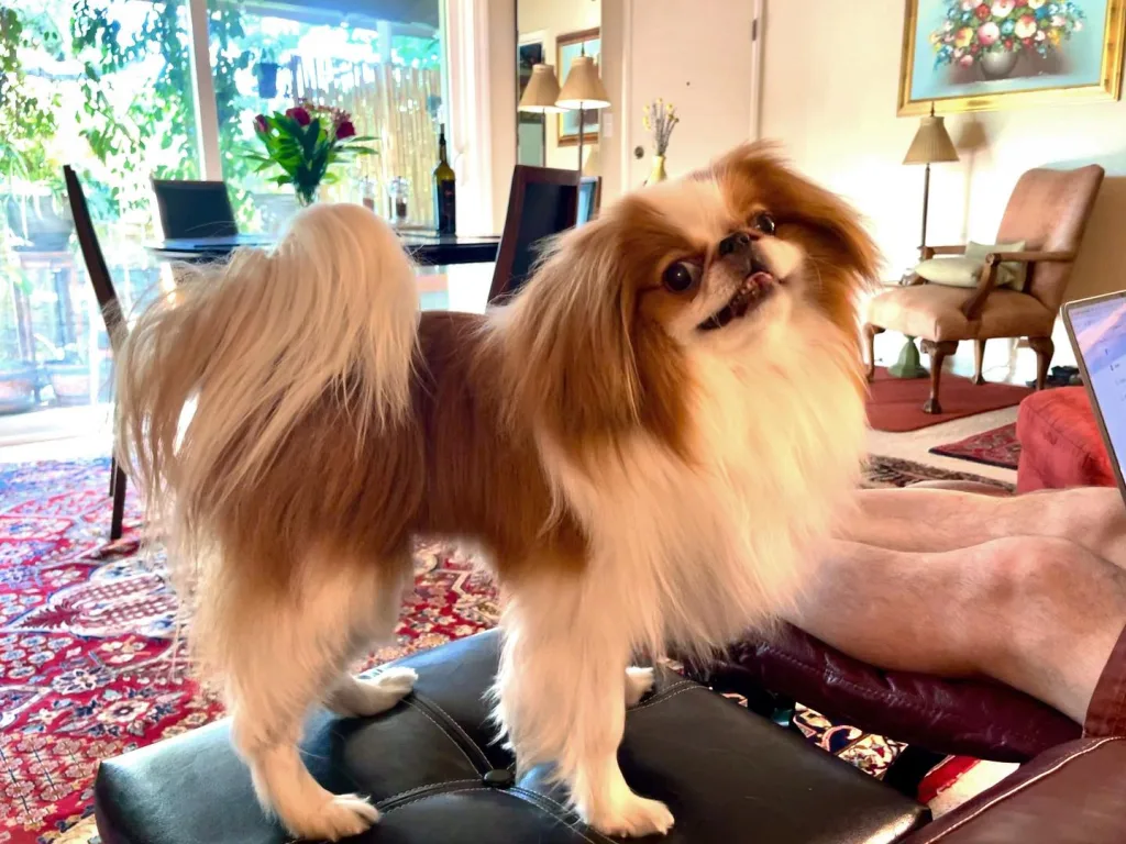 Japanese Chin