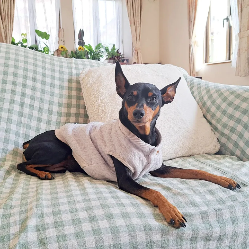 Miniature Pinscher