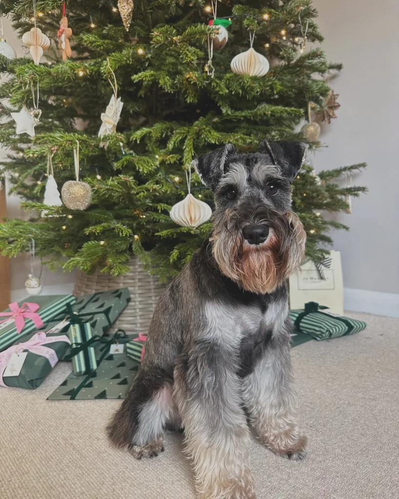 Miniature Schnauzer