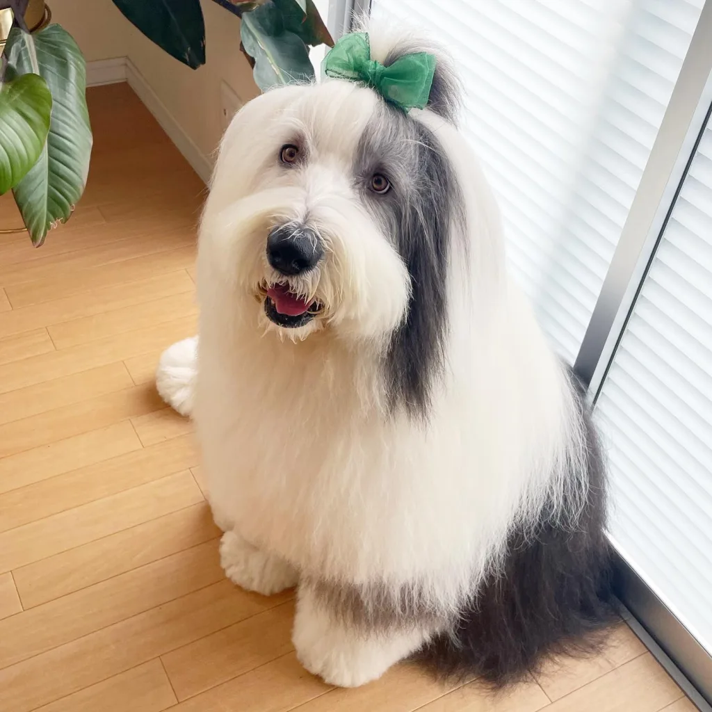 Old English Sheepdog