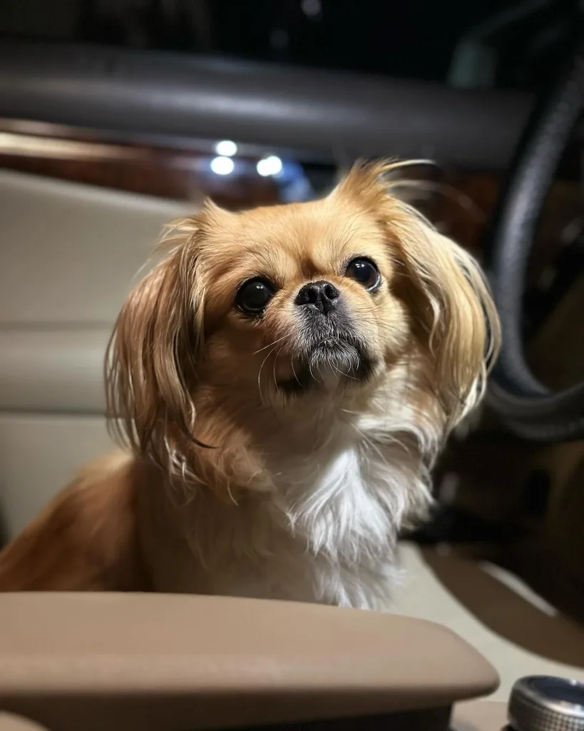 Pekingese