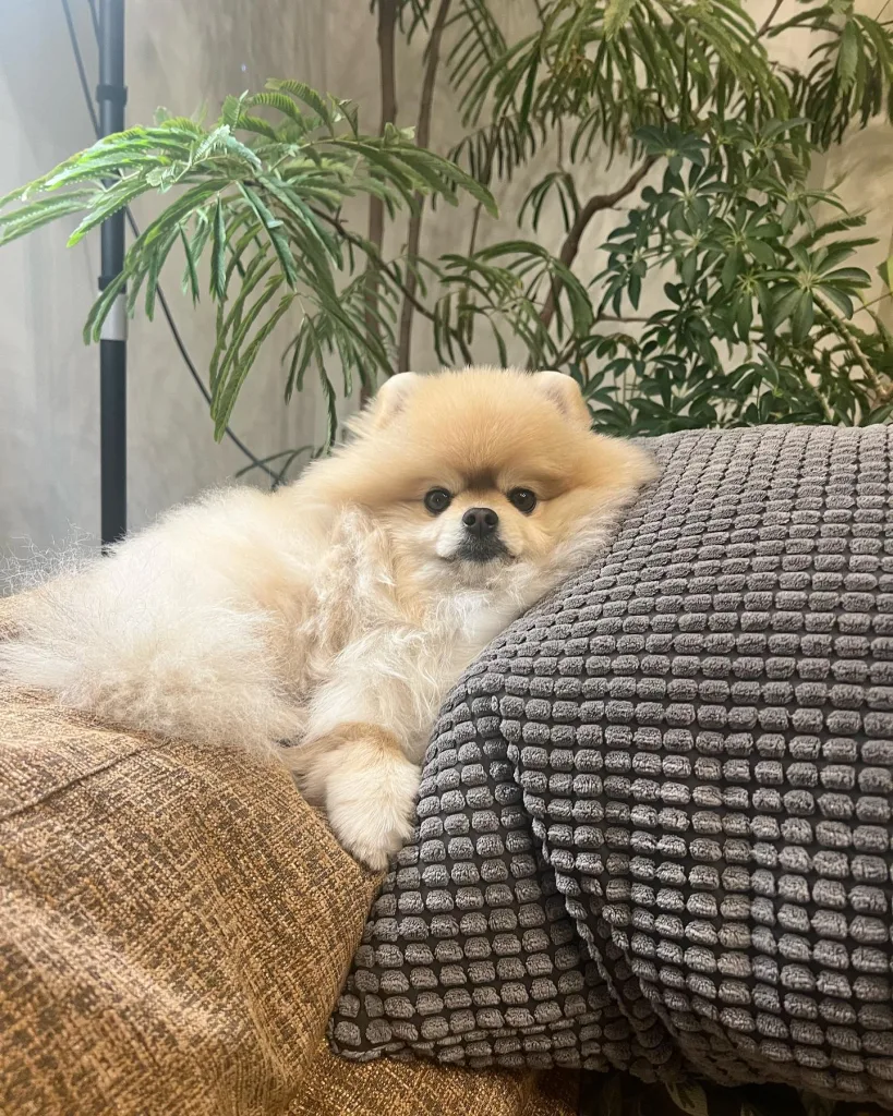 Pomeranian