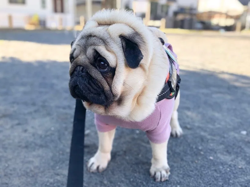 Pug