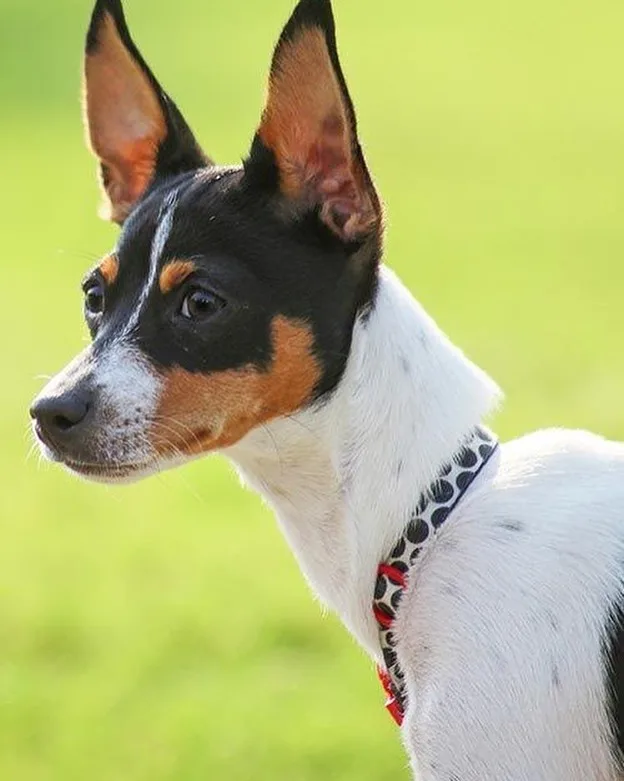 Rat Terrier