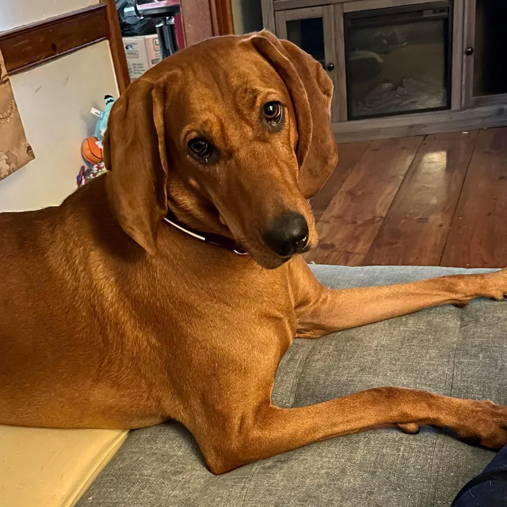 Redbone Coonhound