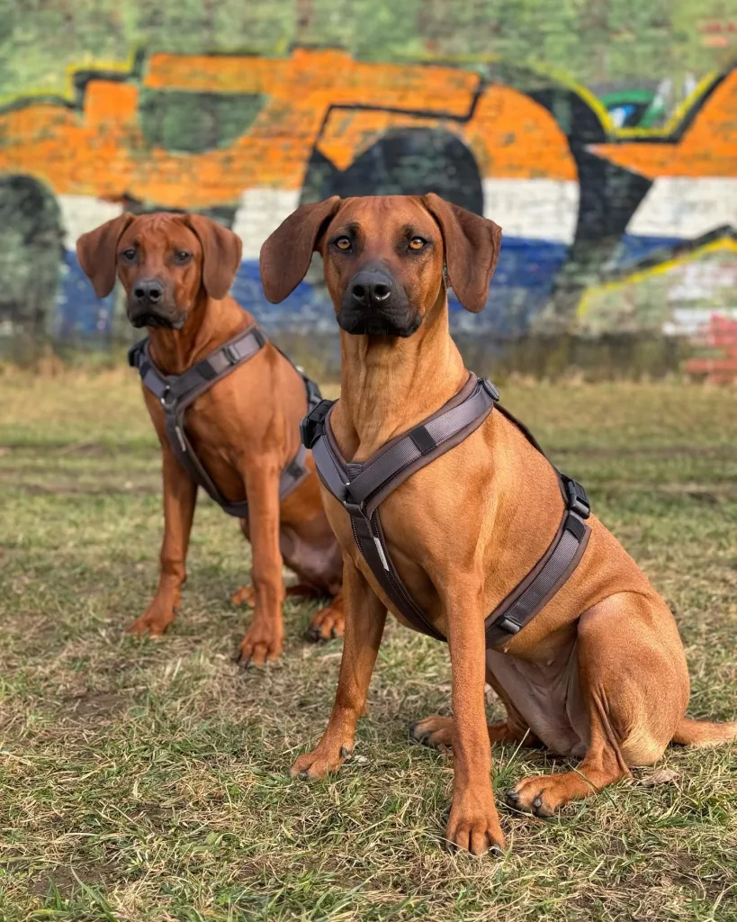 Rhodesian Ridgeback