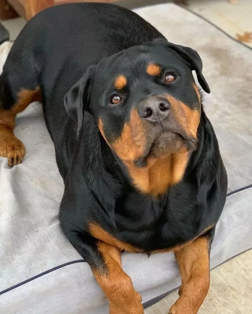 Rottweiler