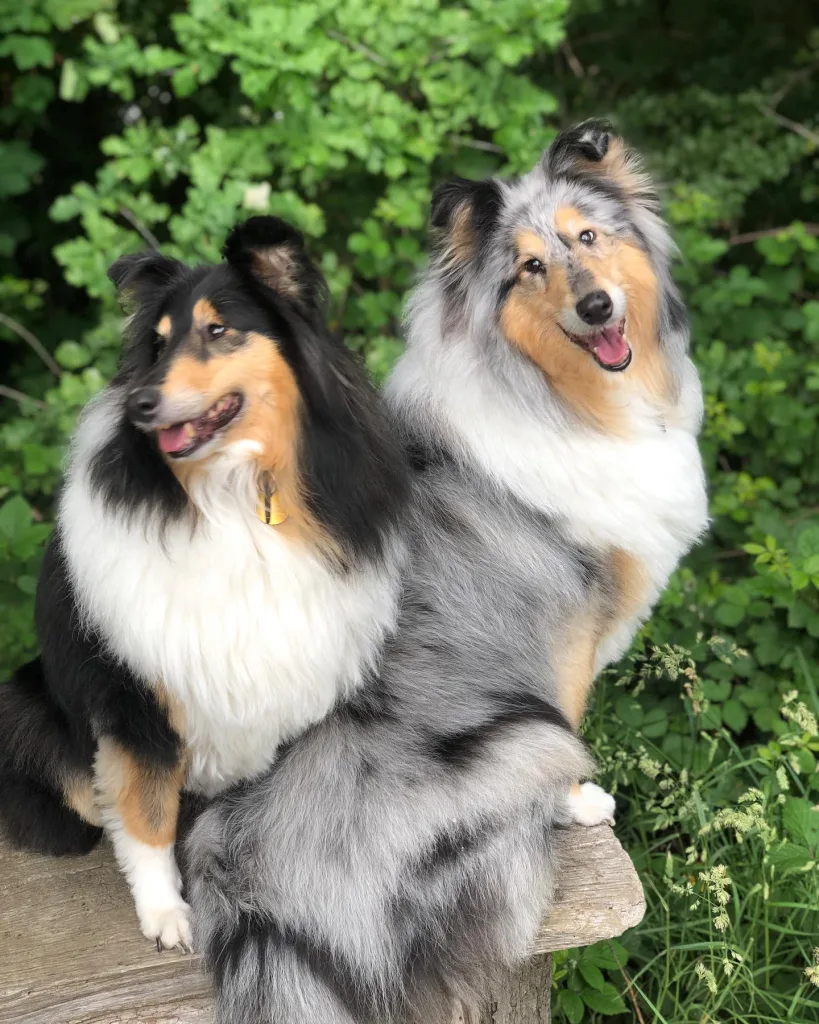 Rough Collie