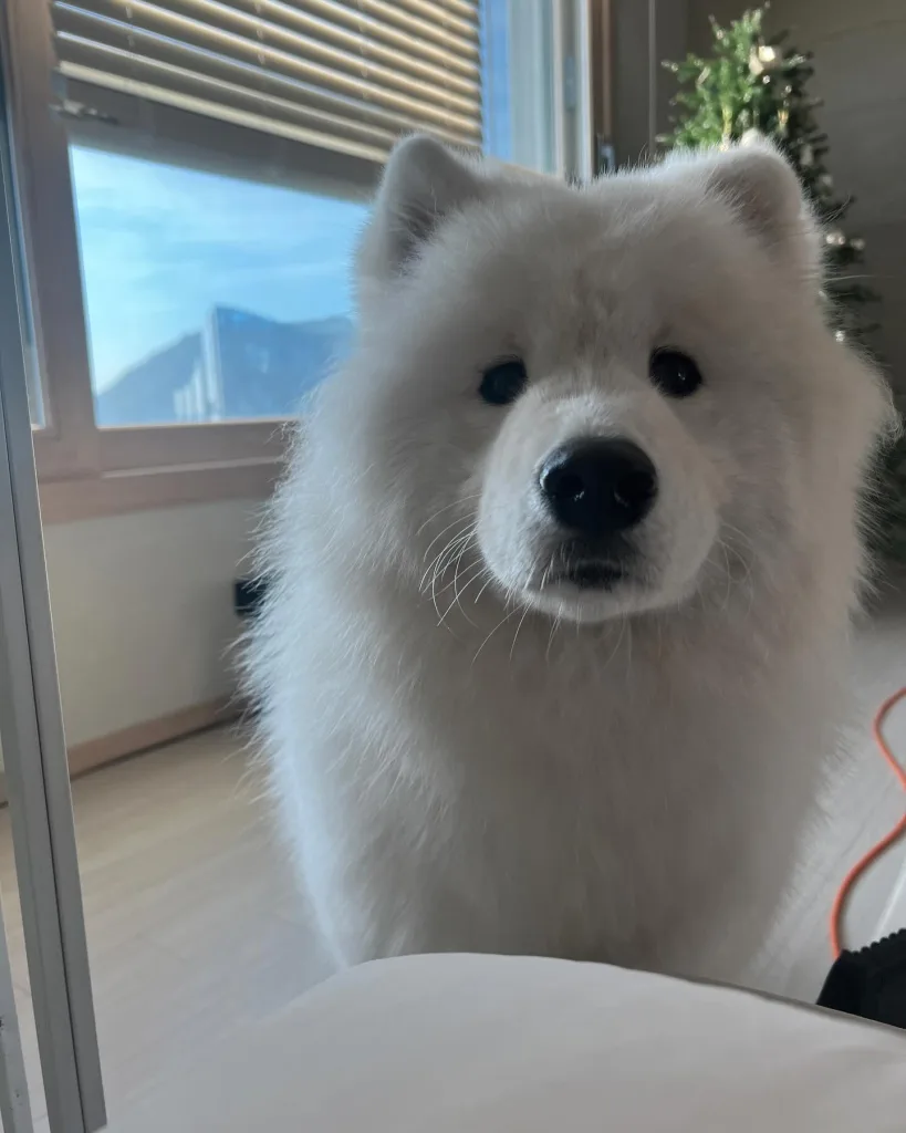 Samoyed