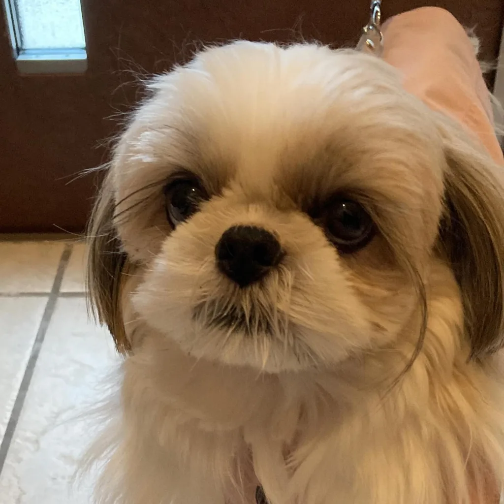 Shih Tzu