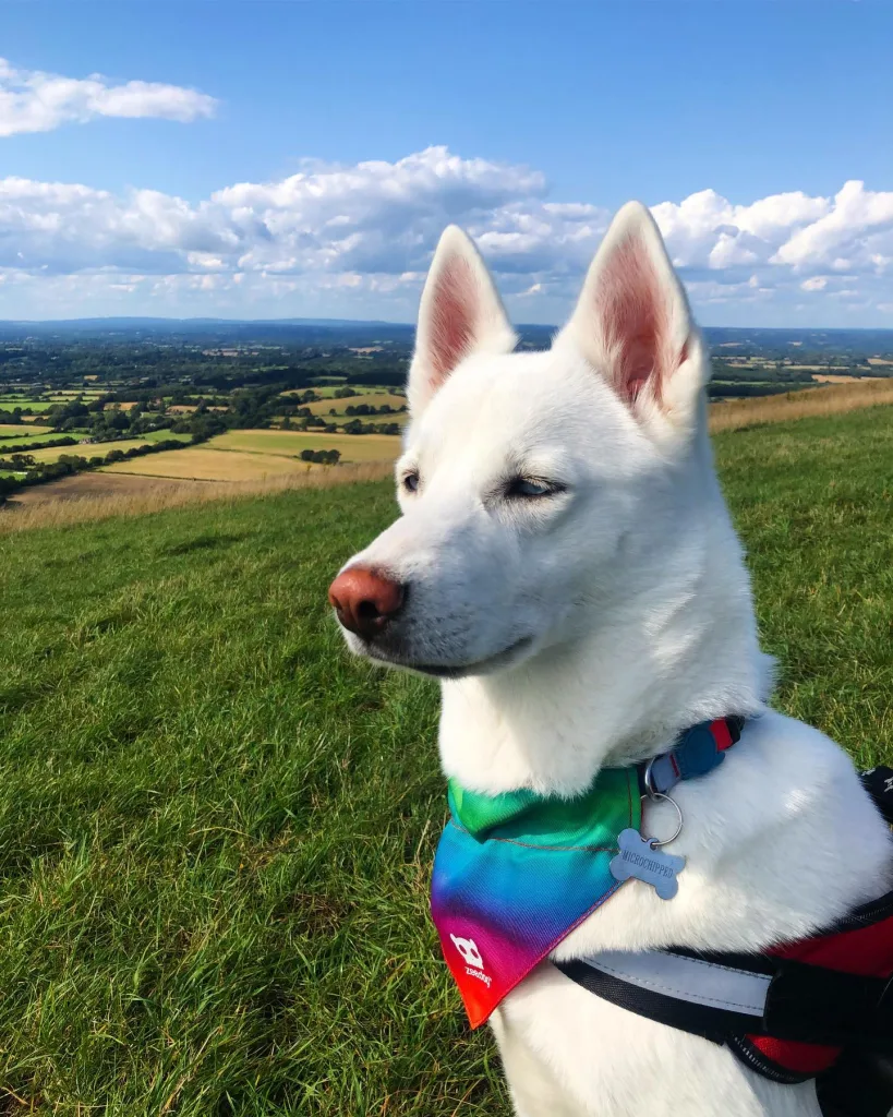 Siberian Husky