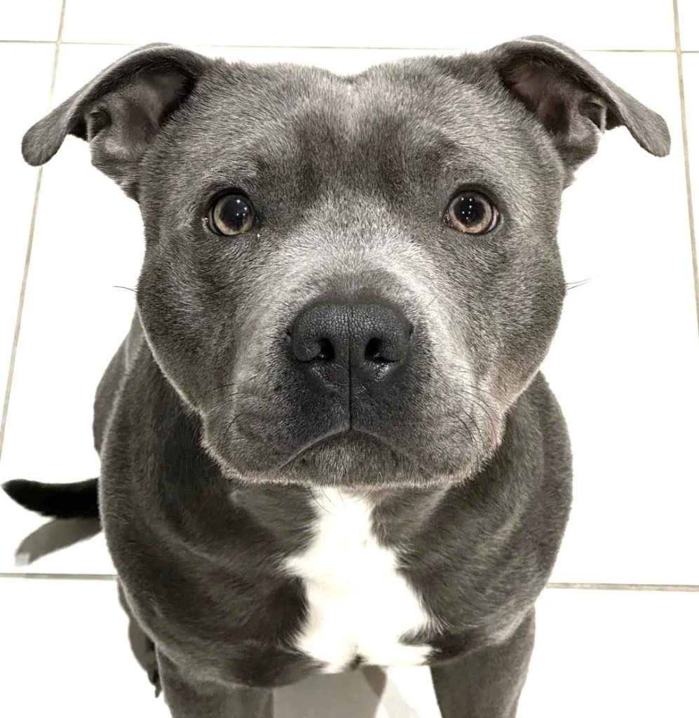 Staffordshire Bull Terrier