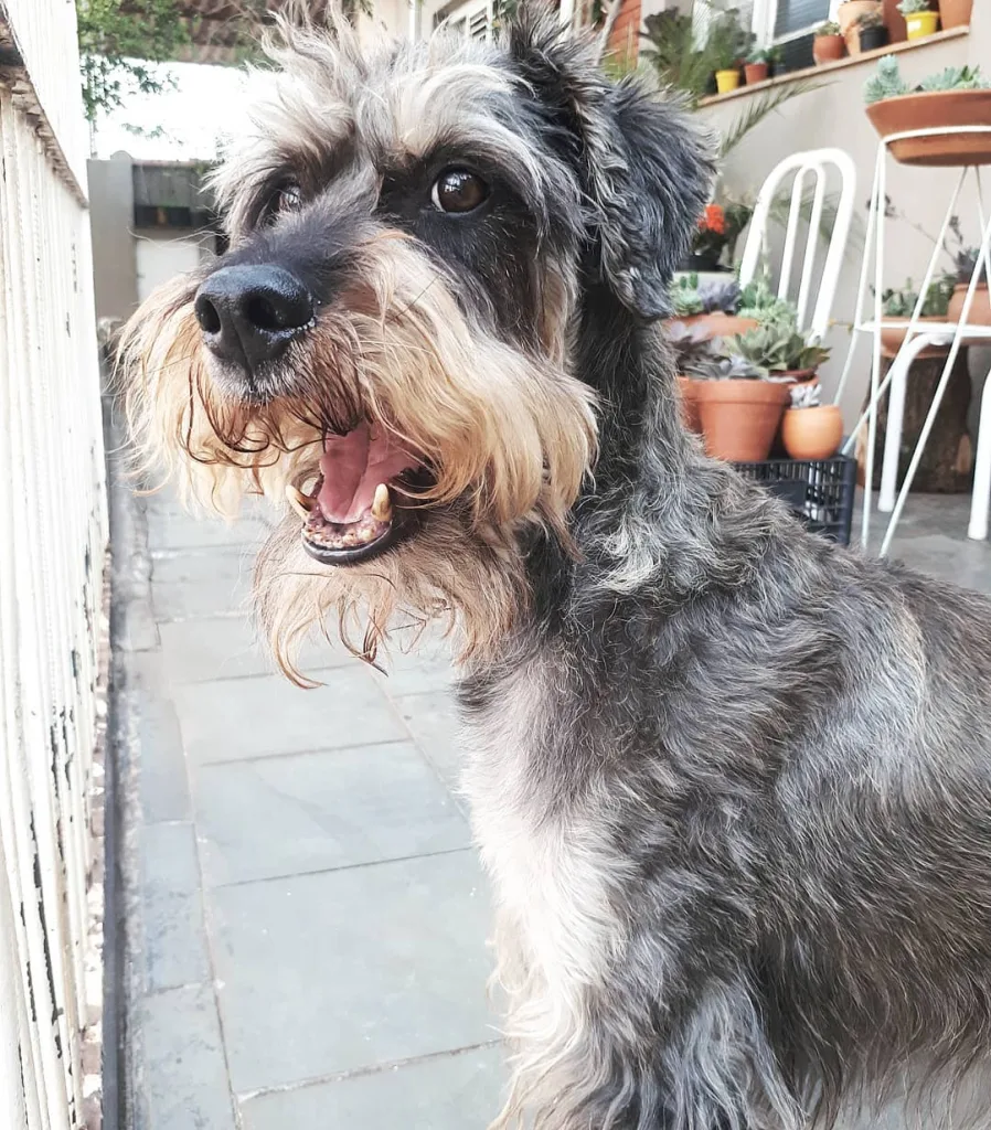 Standard Schnauzer