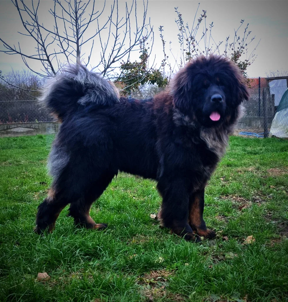 Tibetan Mastiff