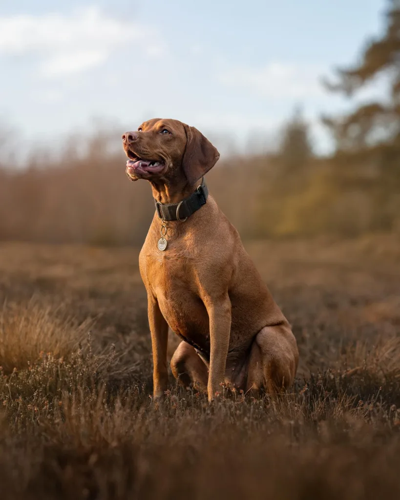 Vizsla